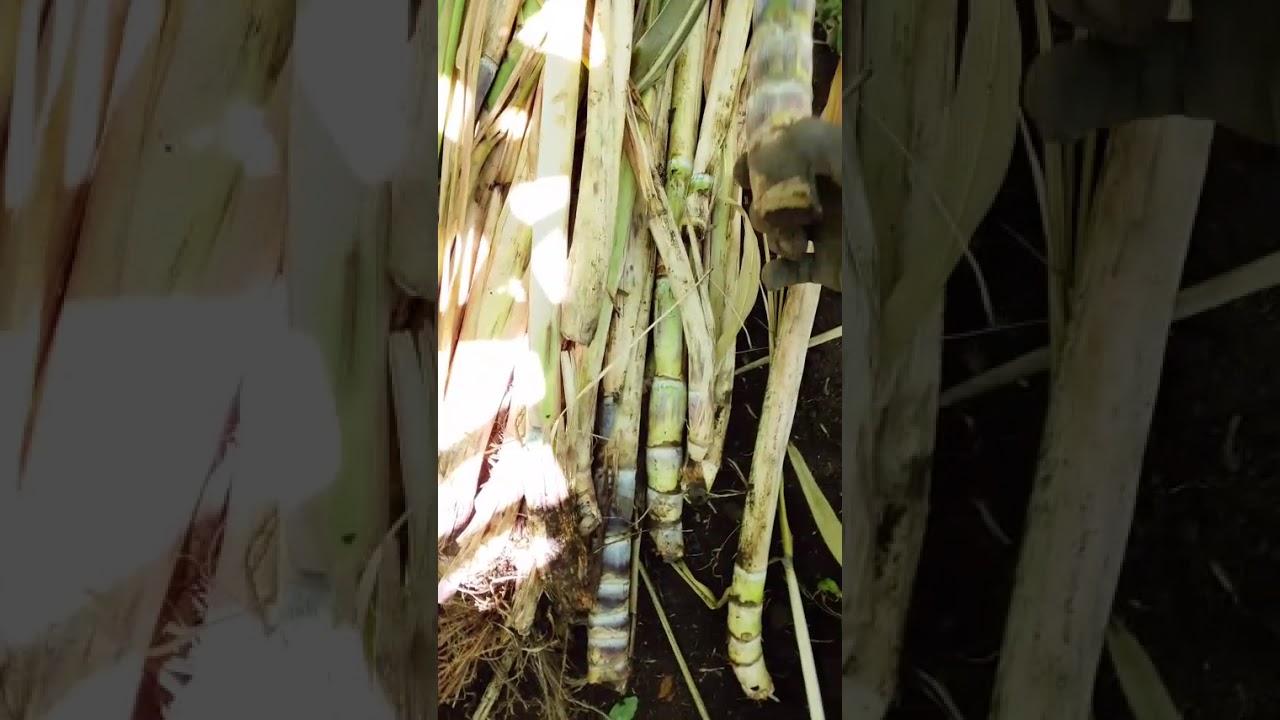 Routine management for sugarcane 