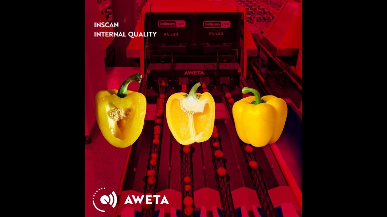 Green Plain project. Before & After with Aweta Pepper Sorting Machine.