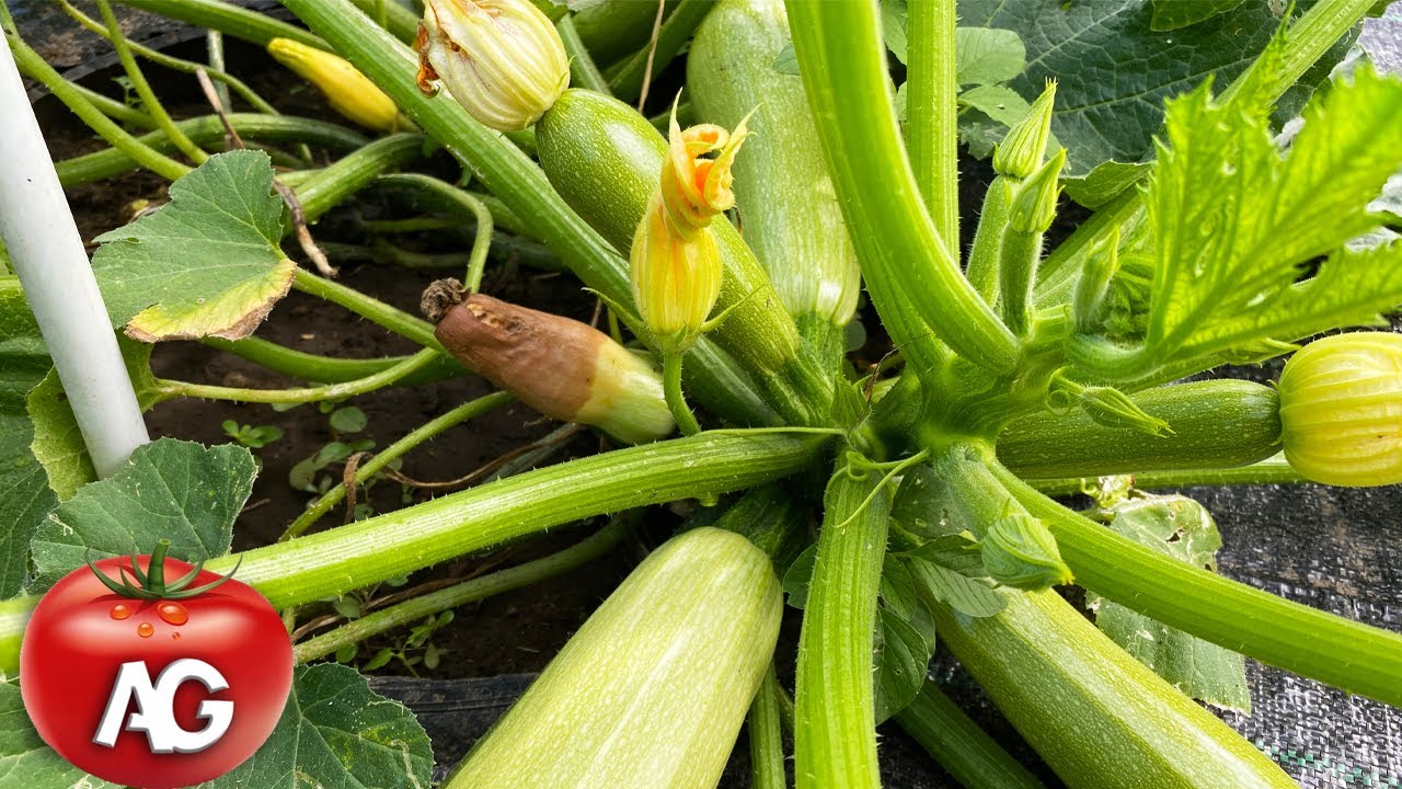 Why zucchini turn yellow and rot, and how to fix it