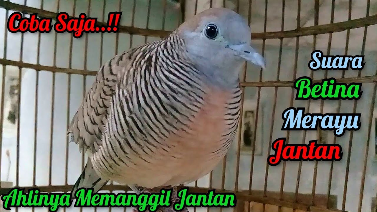 Perkutut Betina Memanggil Jantan - Suara Merayu Jantan || The female turtle dove calls the male
