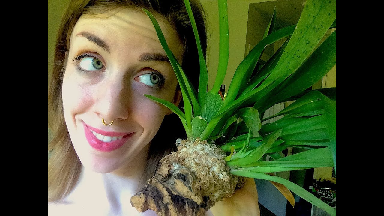 How to water mounted orchids