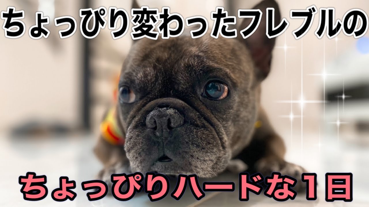 ちょっぴり変わったフレンチブルドッグのハードでハートフルな1日に密着