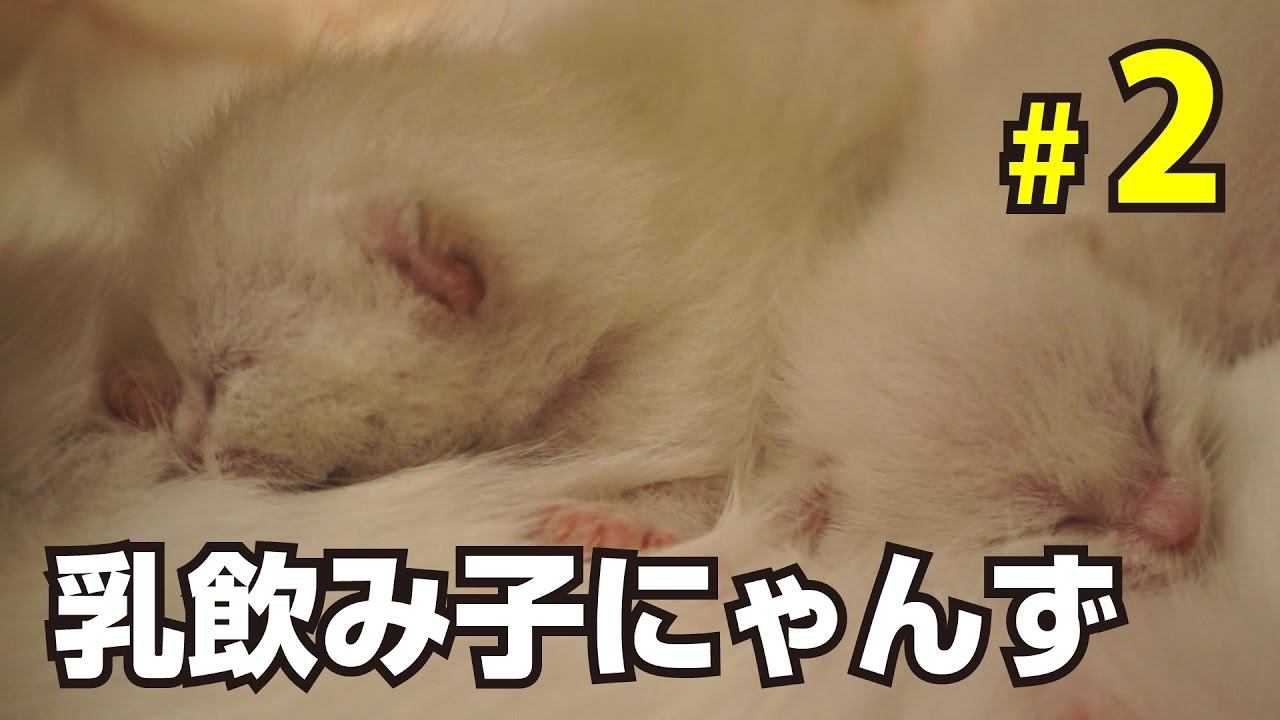 子猫に授乳をする母猫（生後2~6日目）＿2016年8月29日