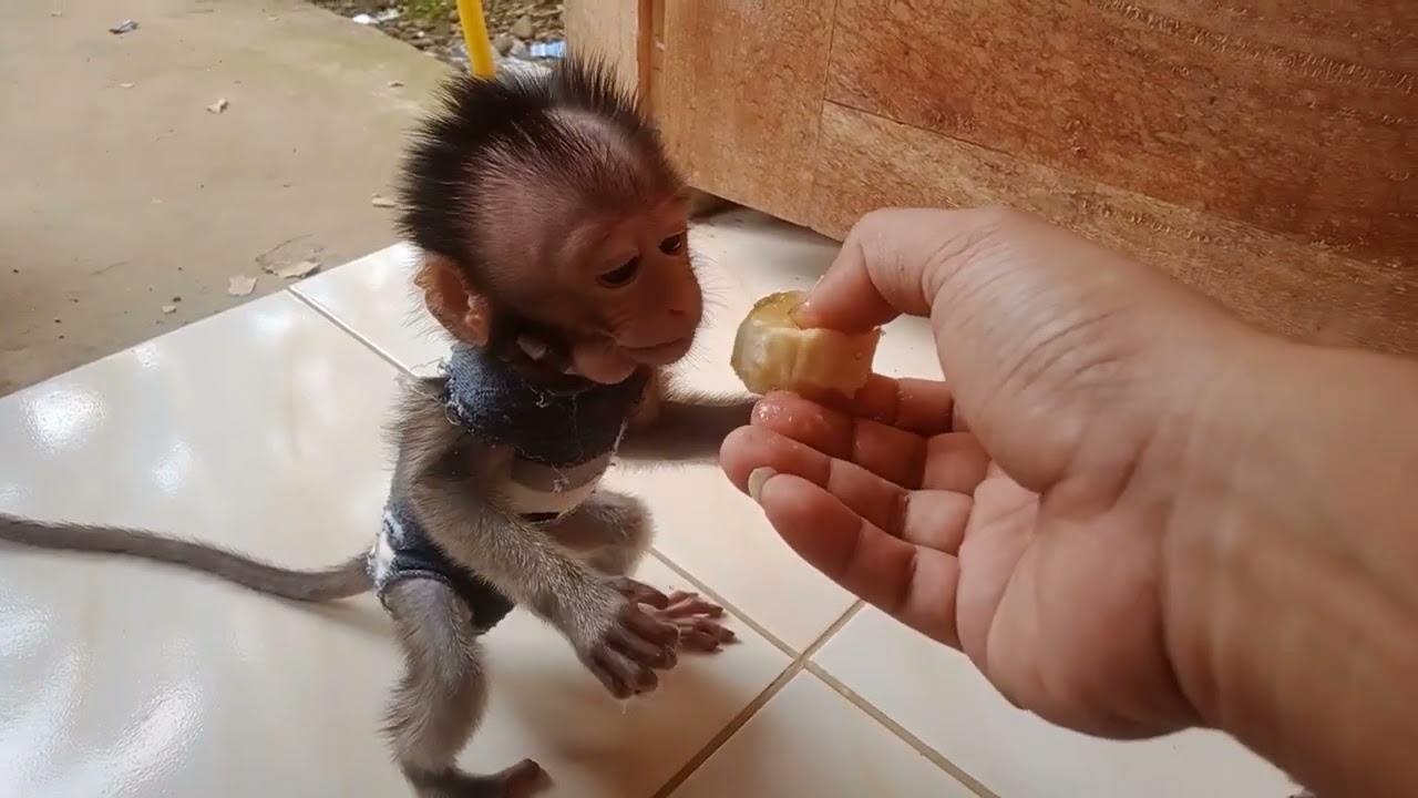 BABY MONPAI LUCU MAKAN PISANG🤤🐒
