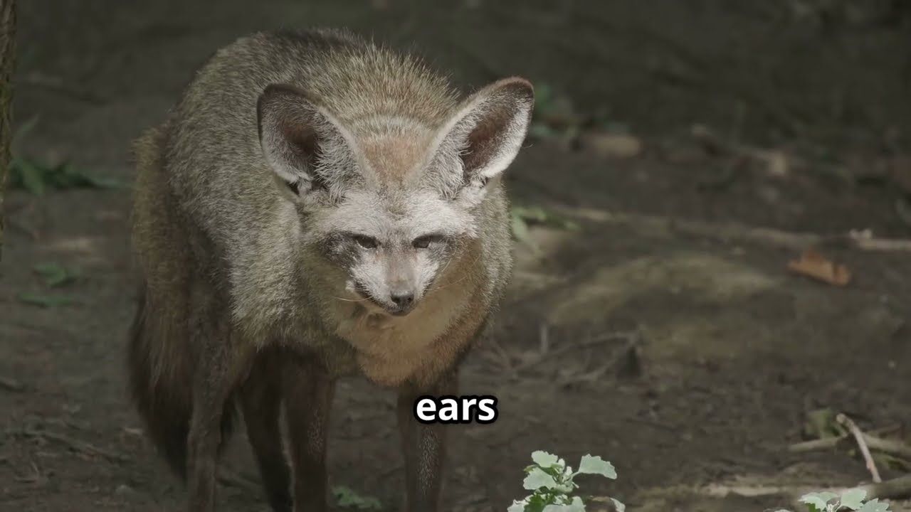 Bat-Eared Fox-Nature Little Listener.. #animals #funny #facts #education  #viral #nature #watch #fyp