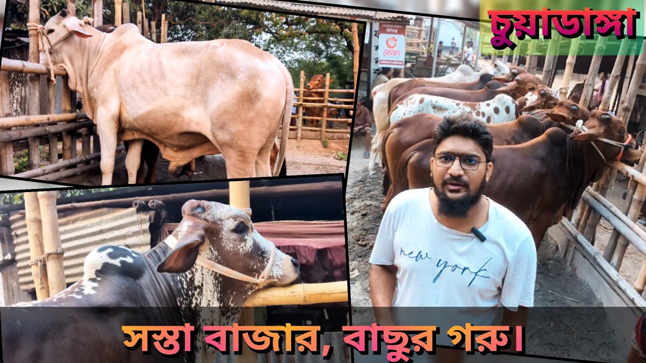 @সস্তা বাজার||পাকিস্তানি শাহিওয়াল বাছুর গরু|| চুয়াডাঙ্গার ডুগডুগি পশুহাট।