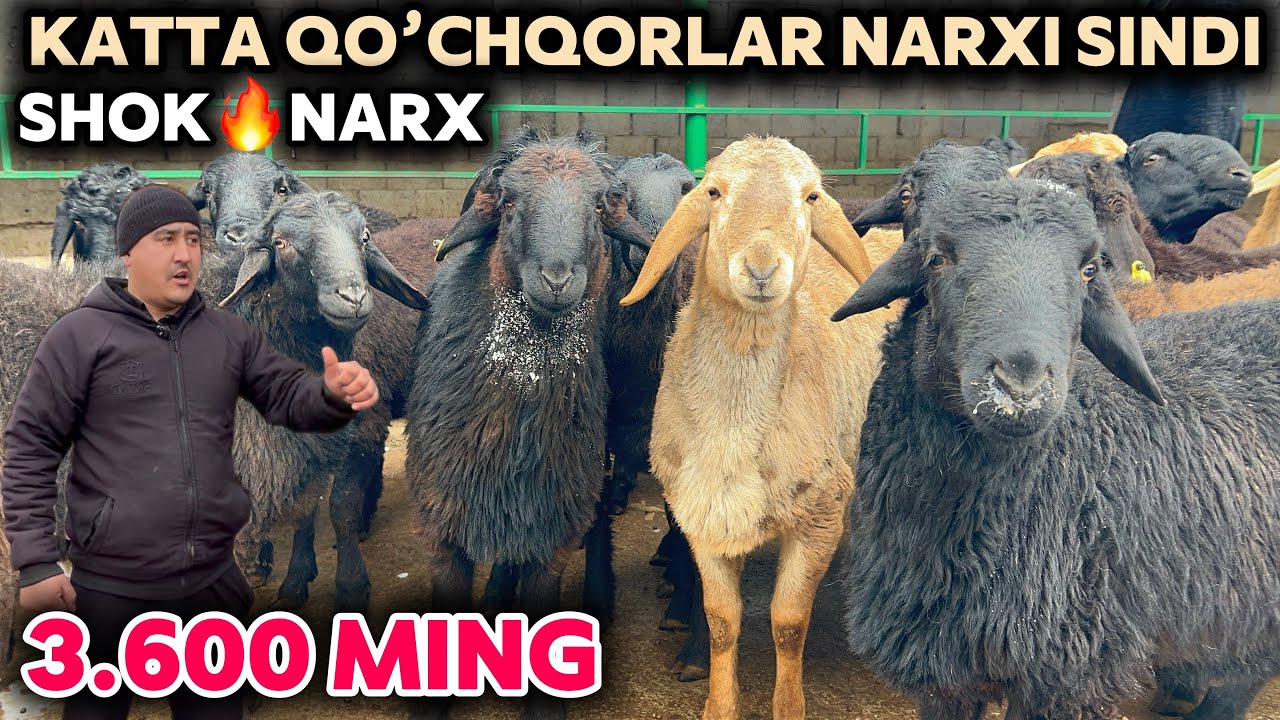 REKORD NARX🔥YIRIK QO’CHQORLAR NARXINI ISKANDAR AKA YORVORDI SHOSHILING PULI ARZONLARI KELDI