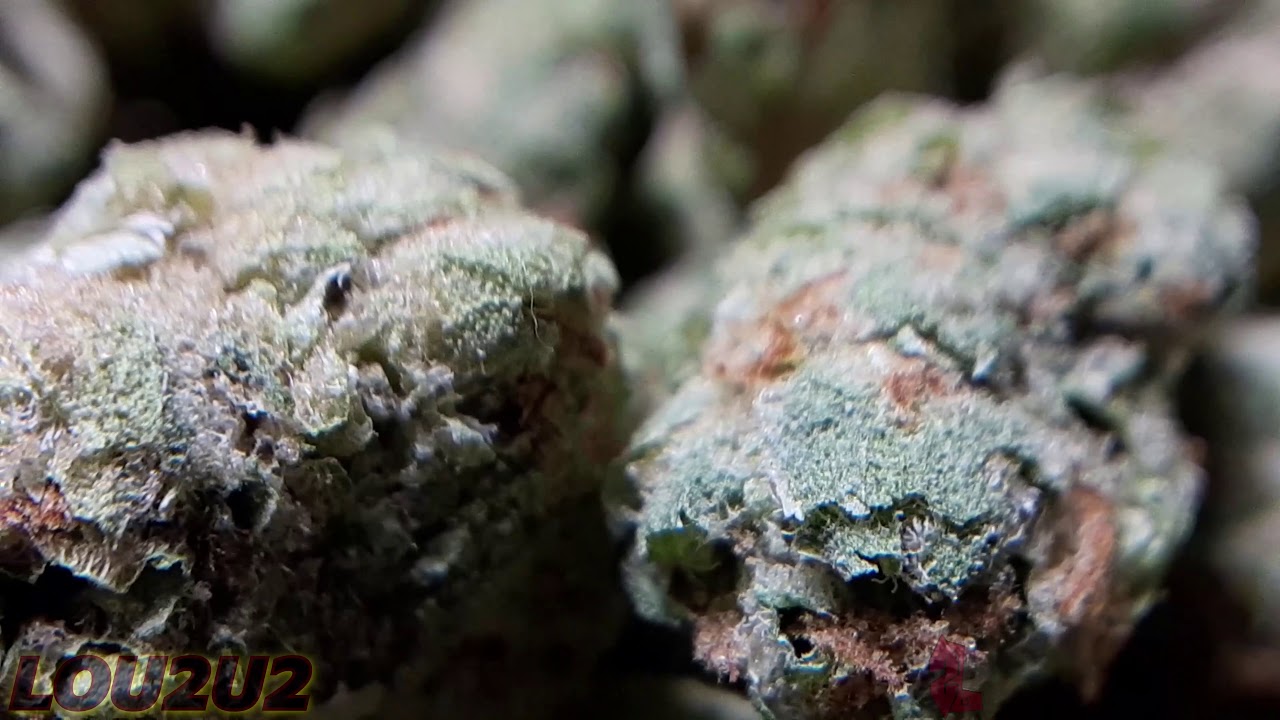 Gods natural gift to all #humanity Kush FLOWER  #MEDICALFLOWER #Sativa #oil #wine