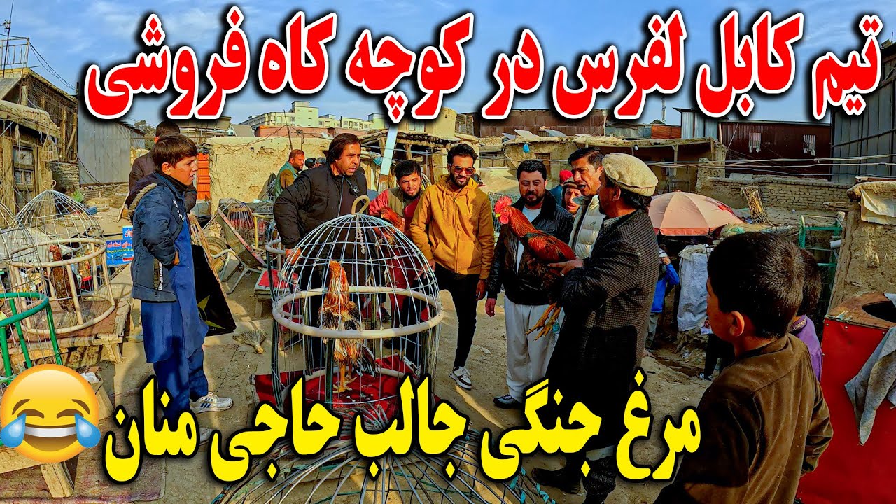 تیم کابل لفرس در کوچه کاه فروشی - مرغ جنگی جالب حاجی منان کشتی ما از خنده🤣😁