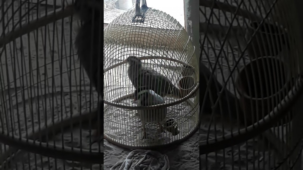 maskati chakor breeding season