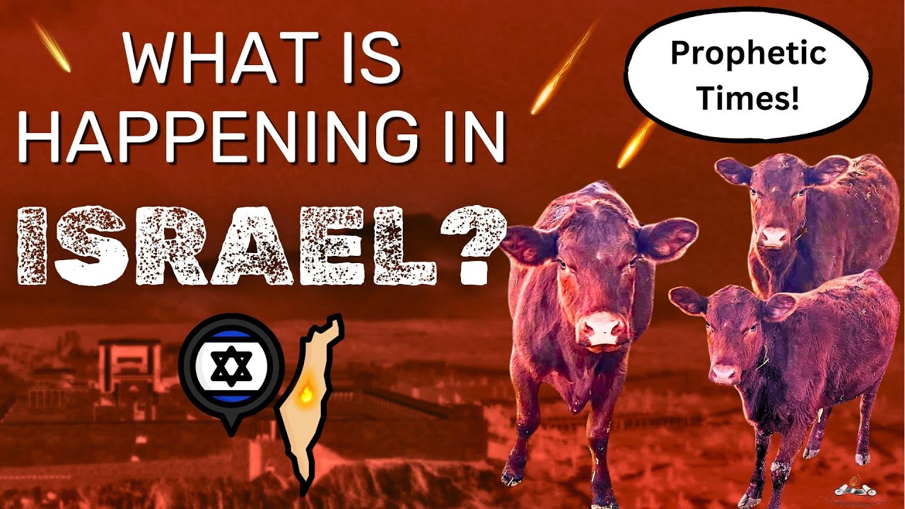 The 'Red Heifer Prophecy' in Israel about to be Fulfilled? LATEST UPDATE!