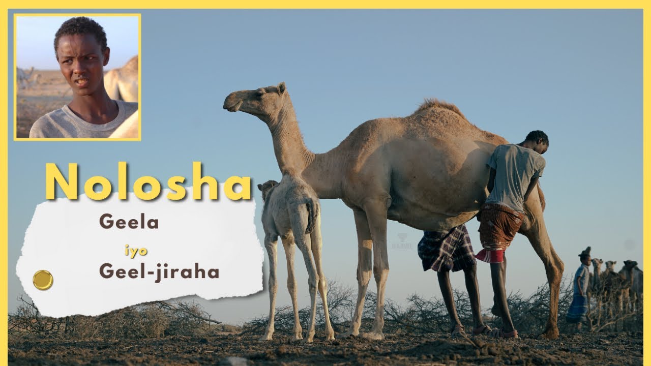 SOMALIA | NOLOSHA GEELA IYO GEELJIRAHA