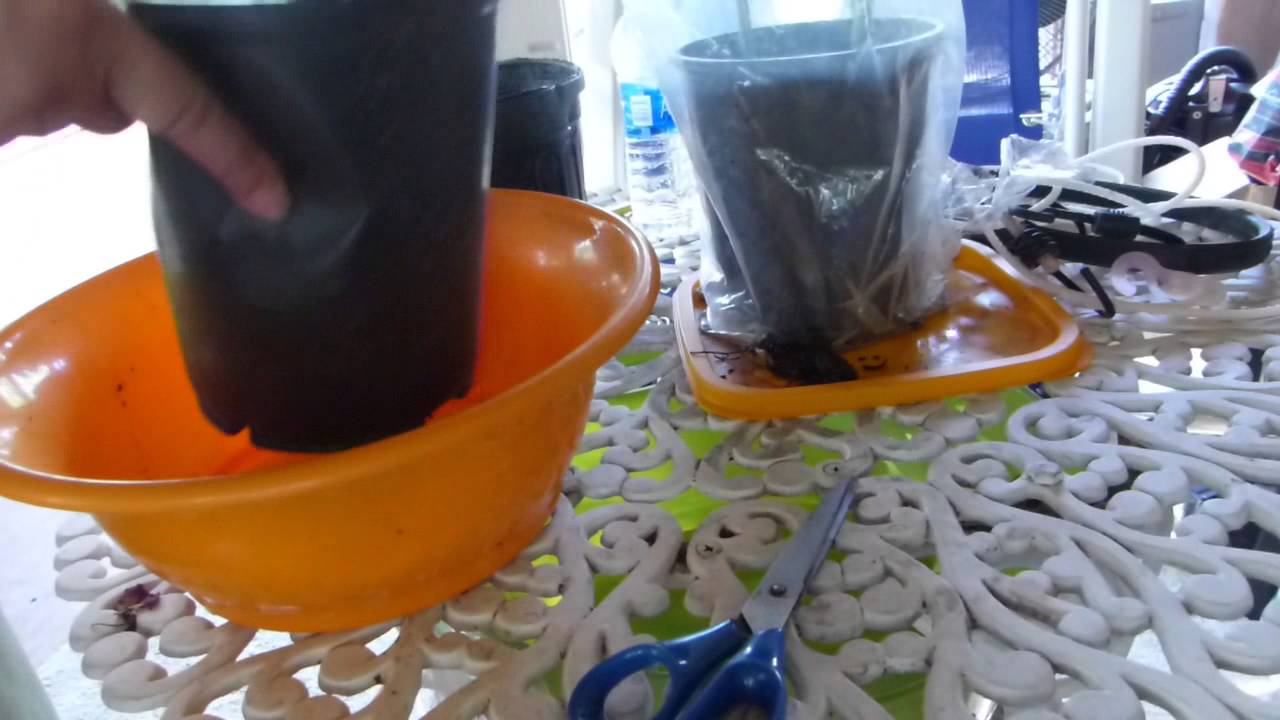 How to Propagate Morenga From Cuttings
