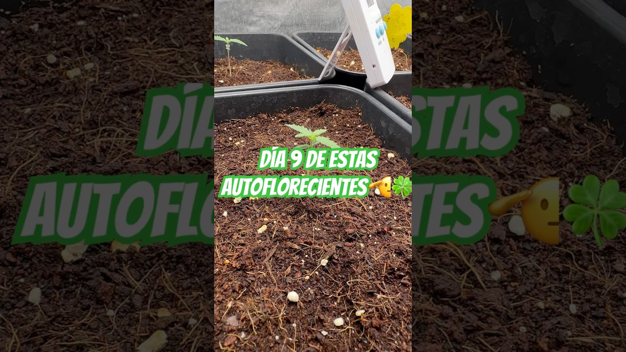 D&iacute;a 9 Autoflorecientes FastBuds 🫡👈🏼 #autos #cultivocannabis