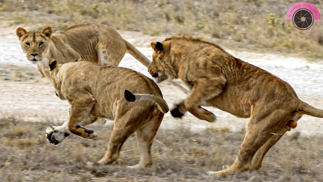 African Lion Cubs Playing, chasing each other. Up Close! 🦁 Wild & Cute | Monarto Safari Park