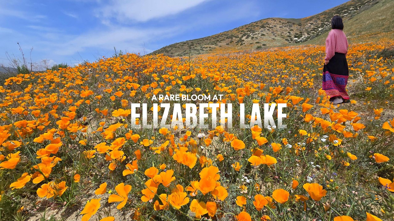 Only place in Southern California with wildflowers blooming is in Los Angeles County Elizabeth Lake