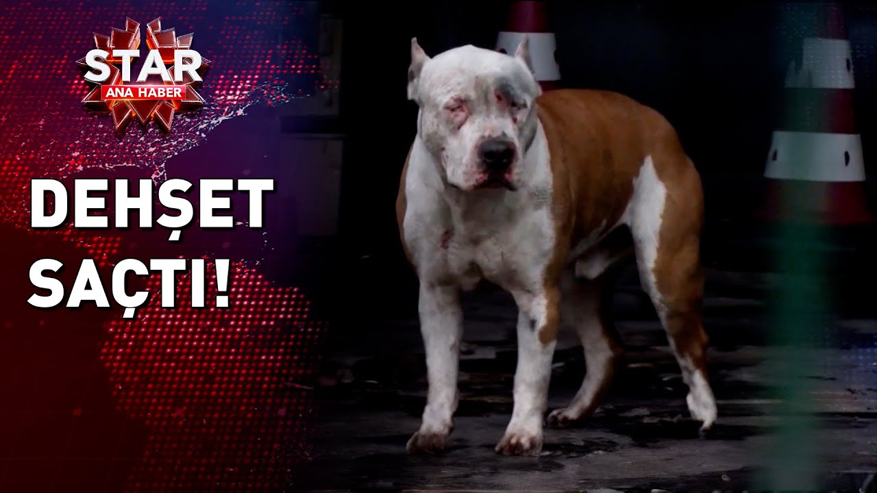 Pitbull Sahibine ve Arkadaşına Saldırdı!