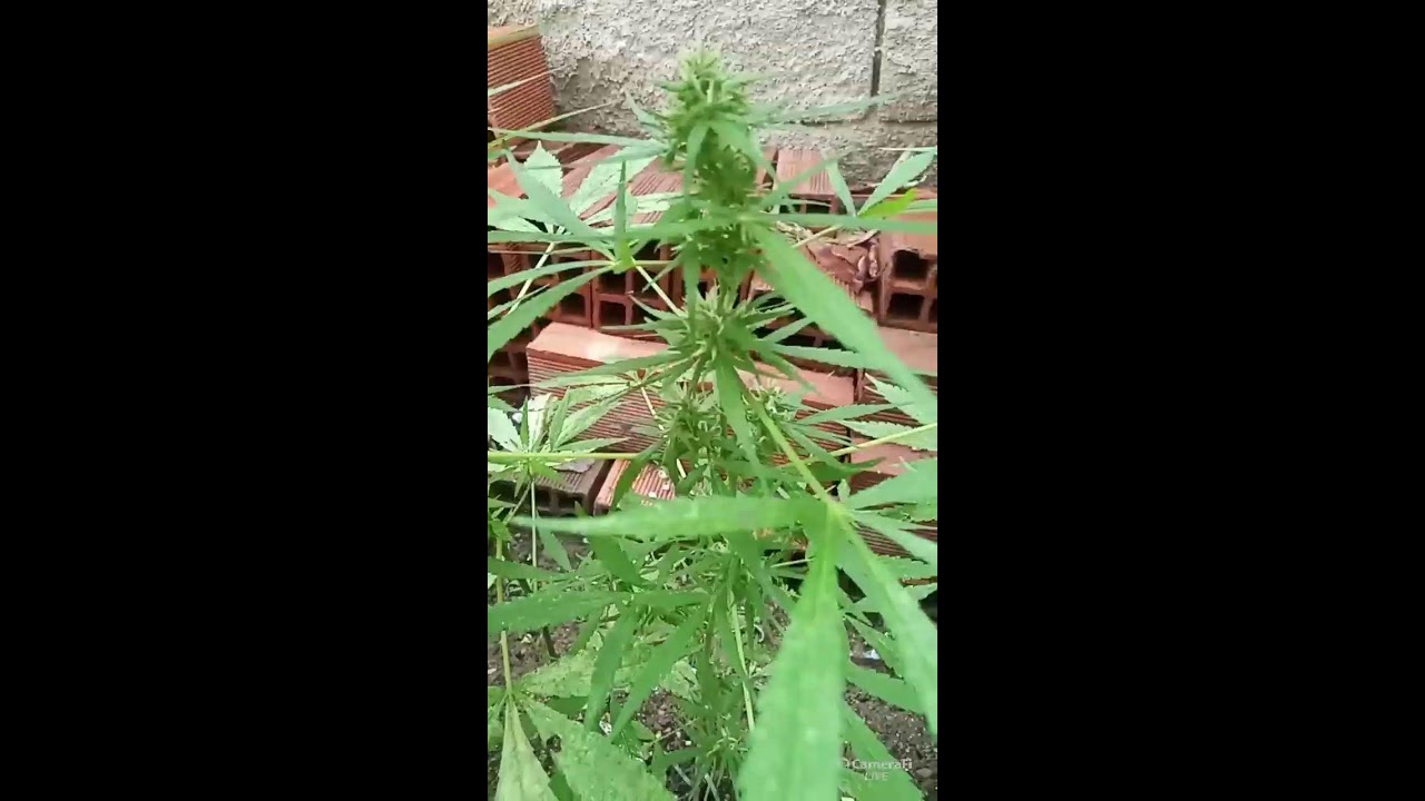 NATURAL SATIVA 's broadcast