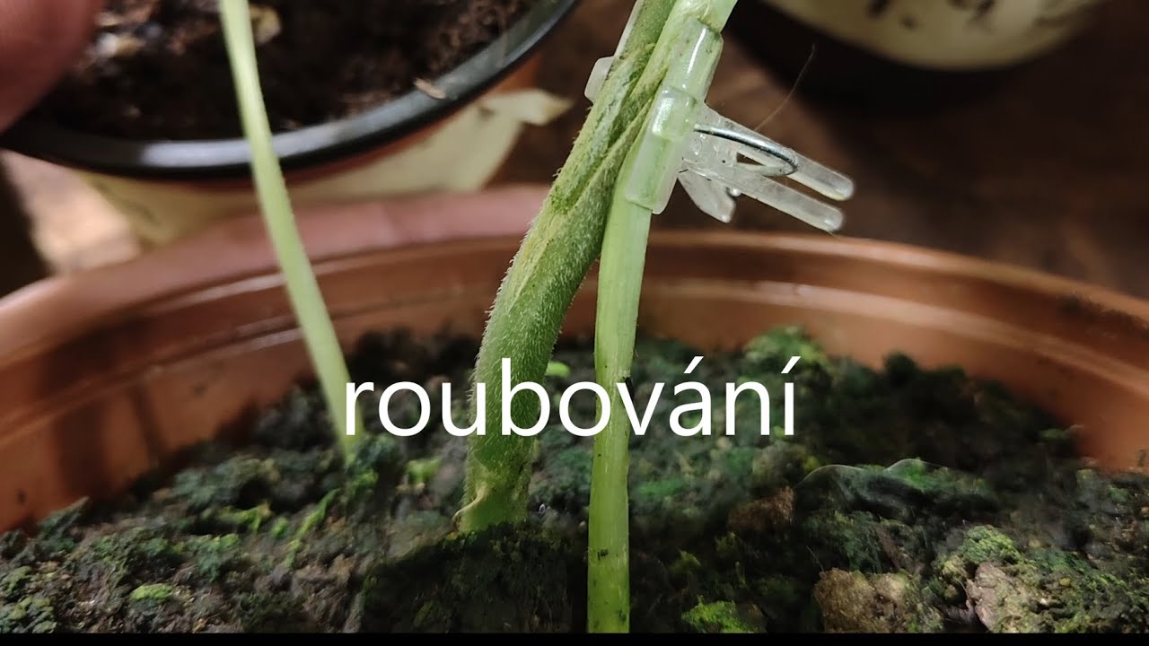 ÚRODA MELOUNŮ a OKUREK! 🍉🥒 FINÁLNÍ sklizeň a co s úrodou dál? Zhodnocení sezóny!