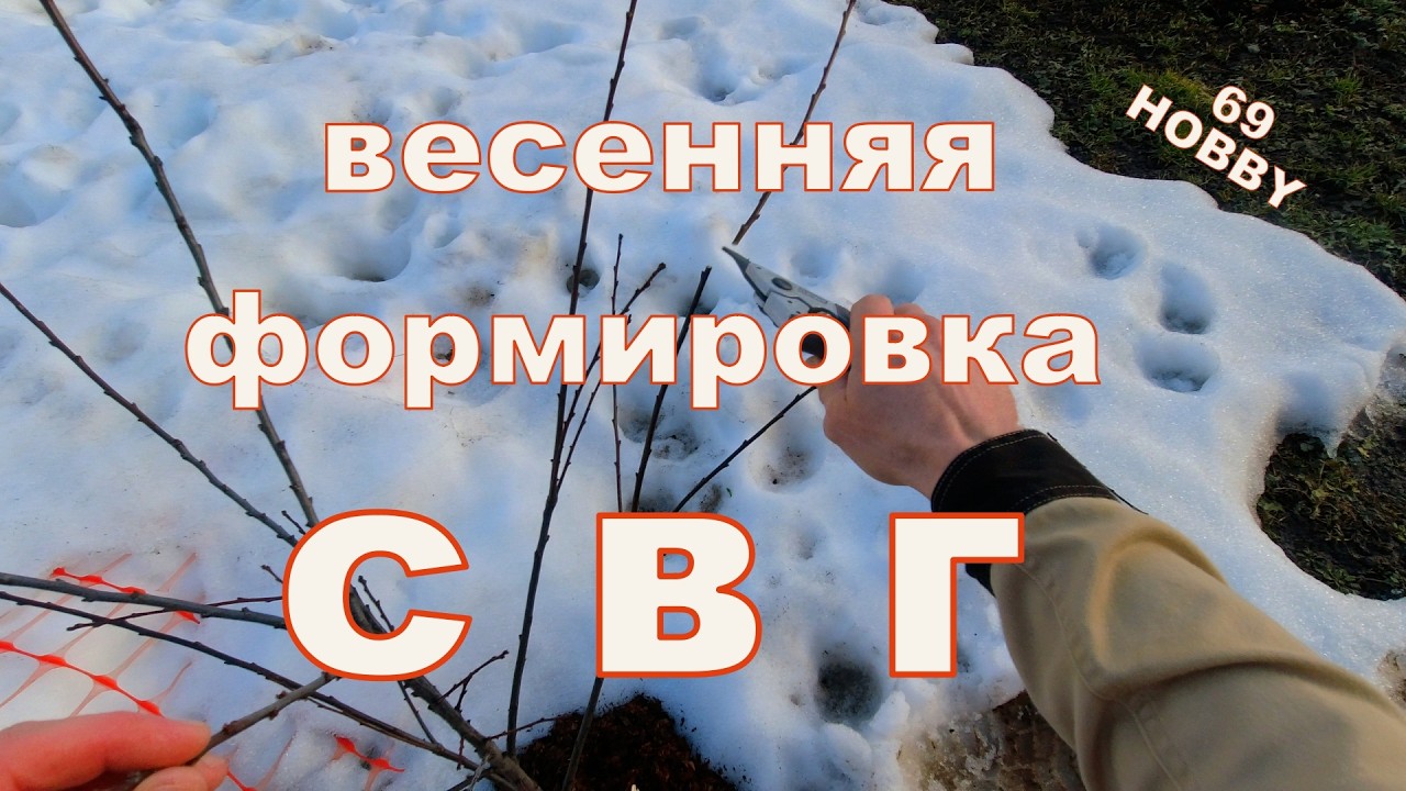 Весенняя обрезка СВГ! Сливово вишнёвые гибриды
