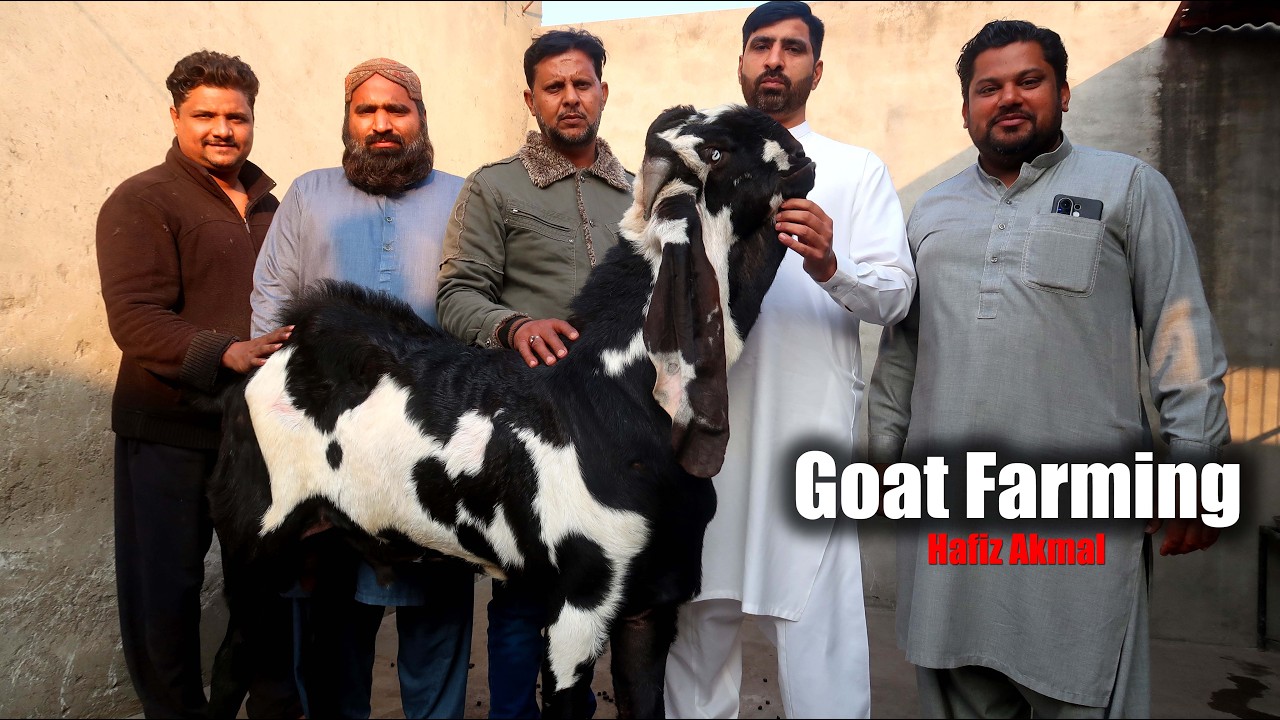 Beetal Goat Farming In Pakistan - Hafiz Akmal Lahore 2026