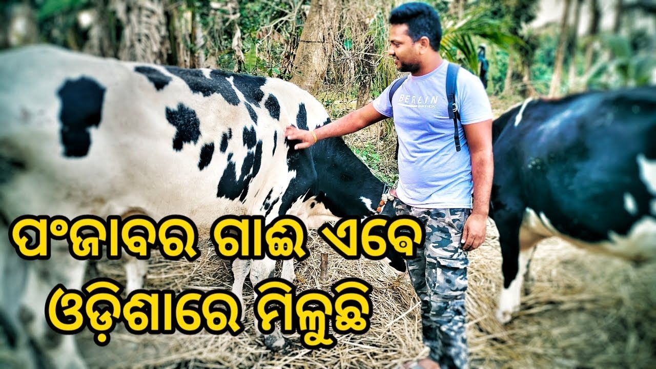 Punjab ra cow ebe asanire odishare miluchhi / cow for sell / dairy bussines idea