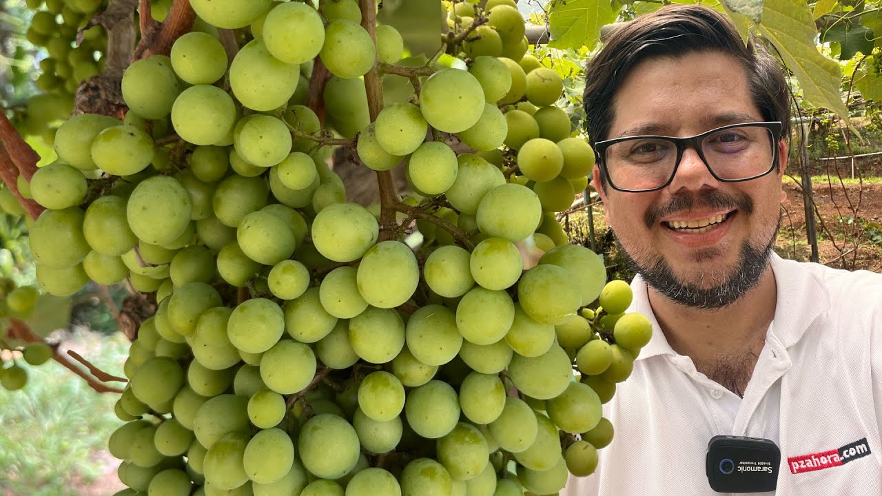 Así se producen uvas en Pérez Zeledón, Costa Rica