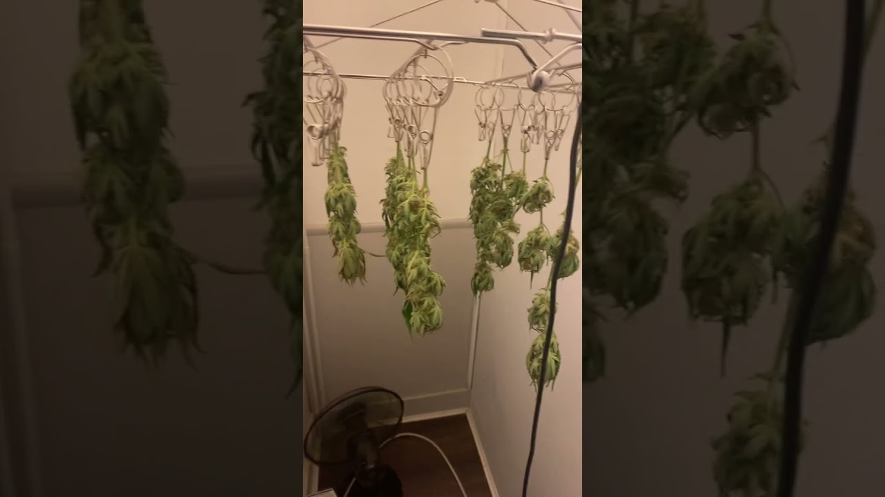 Strawberry pie auto window plant harvested
