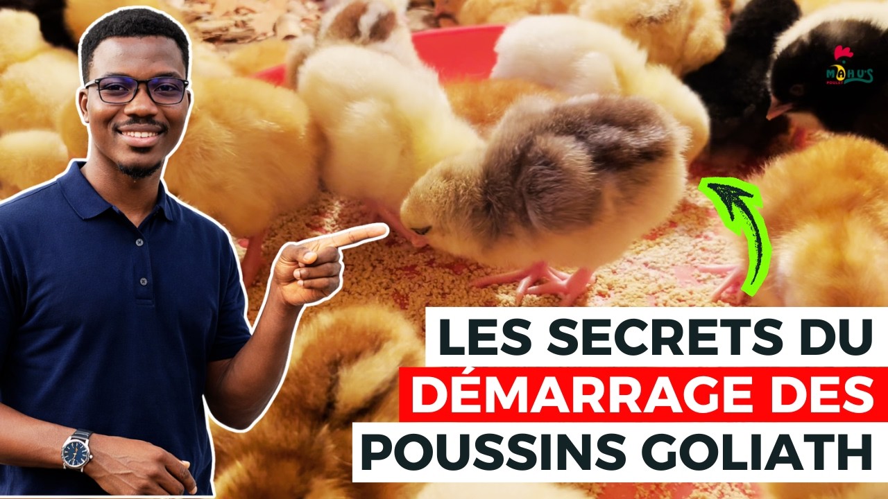 TOP SECRET!!! Ma méthode pour 0% de perte au démarrage des POUSSINS Goliath !