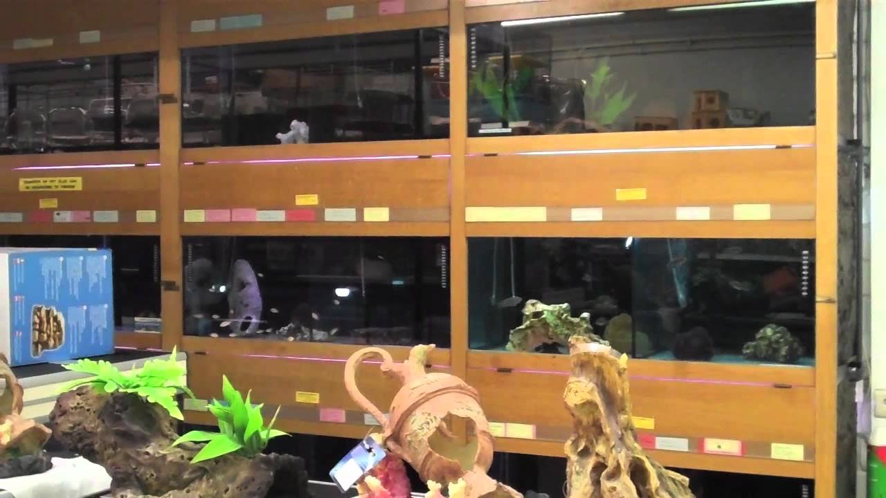 Dierenspeciaalzaak Aratina