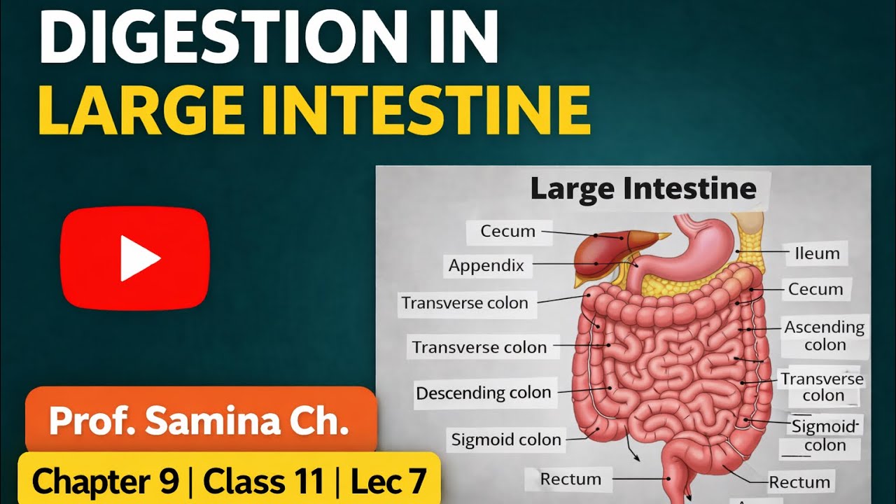 Large Intestine | Structure & Functions | Human Digestive System | Biology Lecture