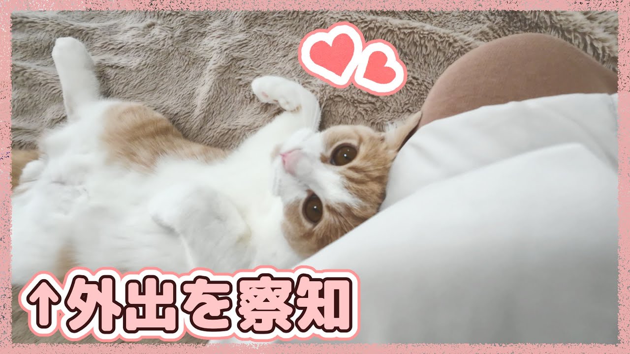 外出を察知した途端へそ天する猫