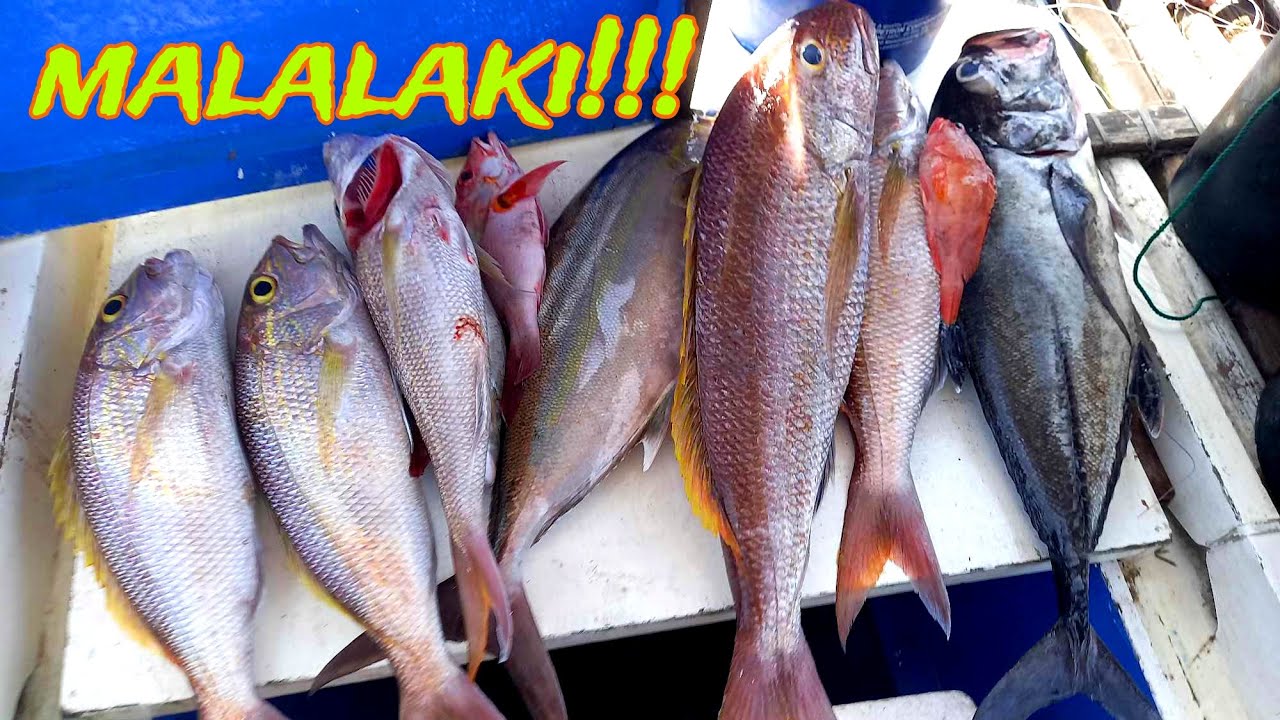 JACKPOT ang BATAK! Malalaking Isda Huli Part 1