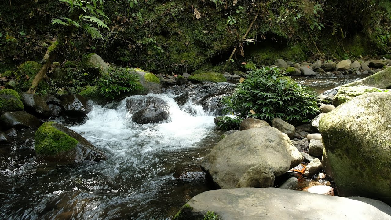 Deep Calm Nature Sounds | Forest Water Flow Ambience and Bird Chirping