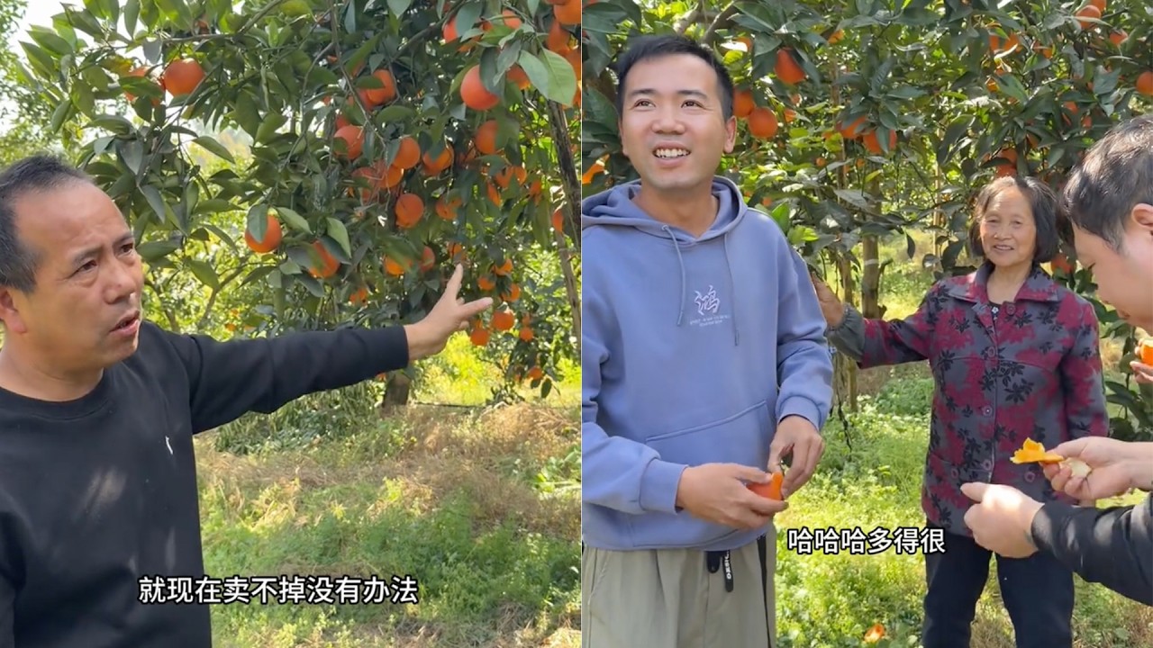 正式开启助农 老陈化身老农民 满山别野的粑粑柑