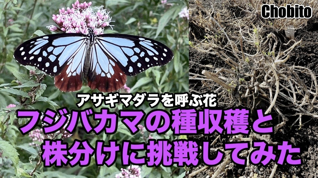 フジバカマの種収穫と株分けに挑戦してみた😀  アサギマダラを呼ぶ花　庭　花壇　園芸