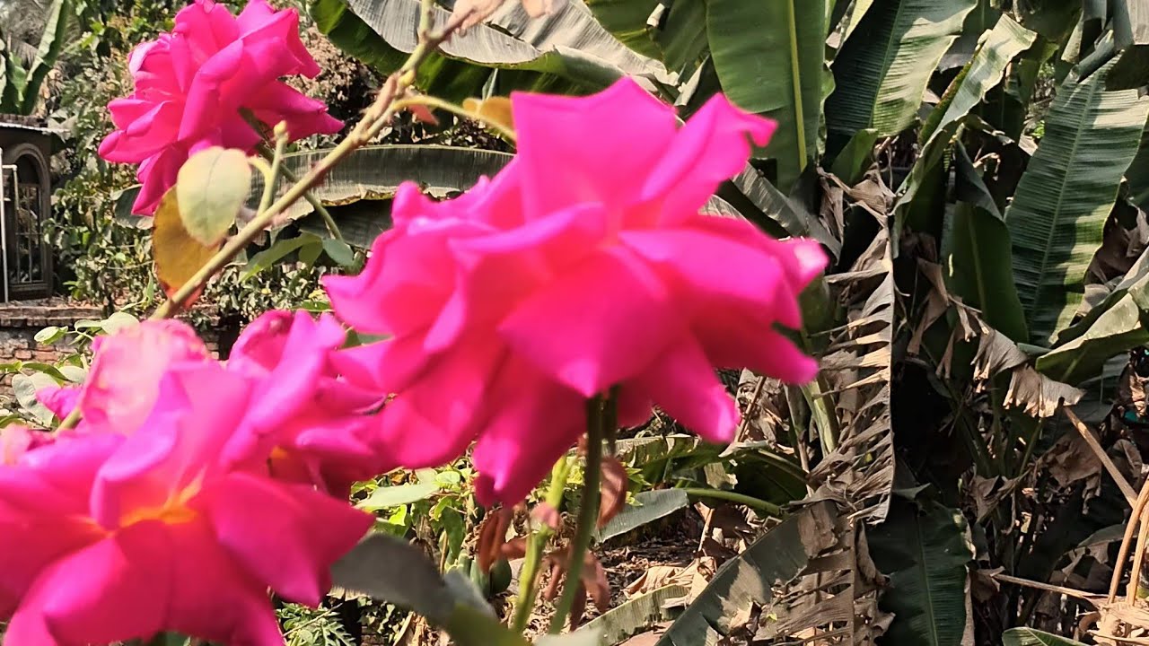 আমার ছাদ বাগান এ স্বাগত জানাই।পদ্ম ফুলের টিউবার কিভাবে লাগাতে হয়।