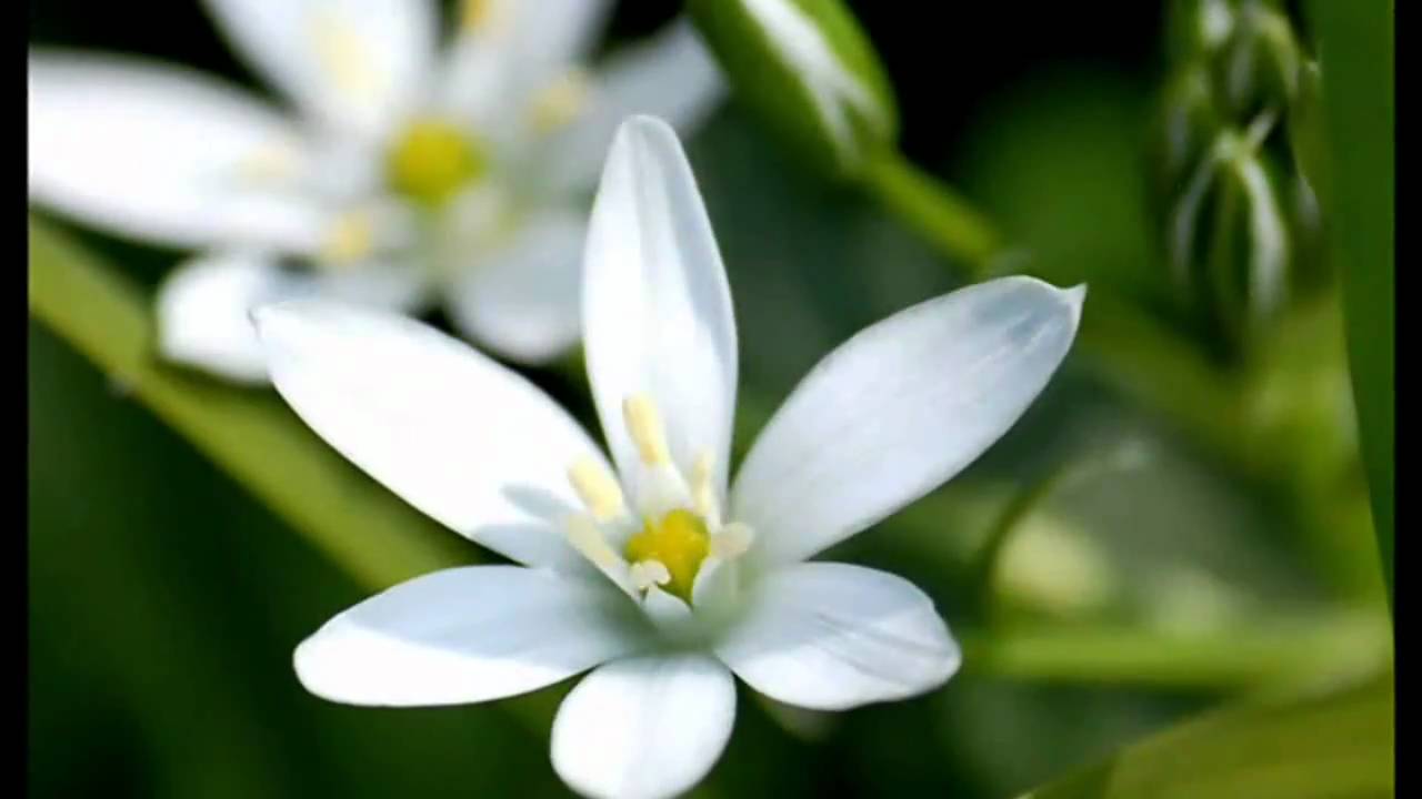 أجمل أداء يا آل بيت النبي السيد العربي بمنتهى البهاء
