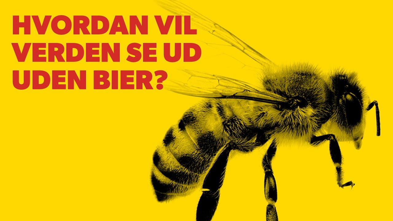 Hvordan vil verden se ud uden bier?
