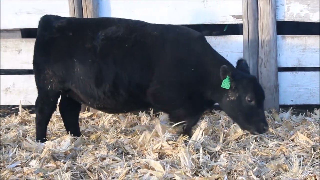 Lot 82B- AK Clova Pride J814