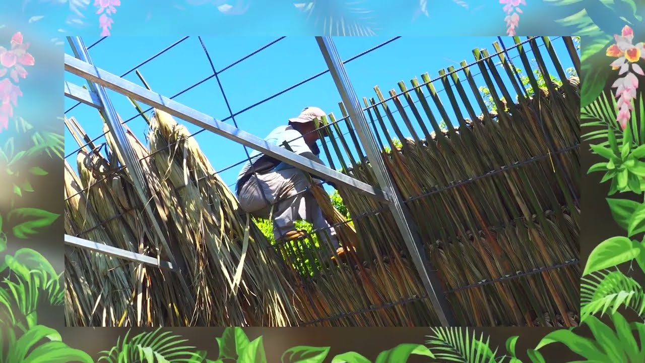 🪵Los techos elaborados de palma🌴🏠