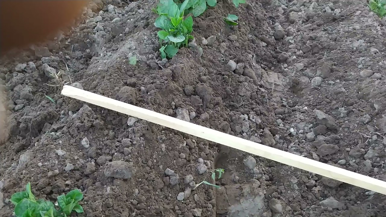 Мотоблок больше не  скачет.  Второе окучивание роторным окучником.The tillerblock no longer jumps.