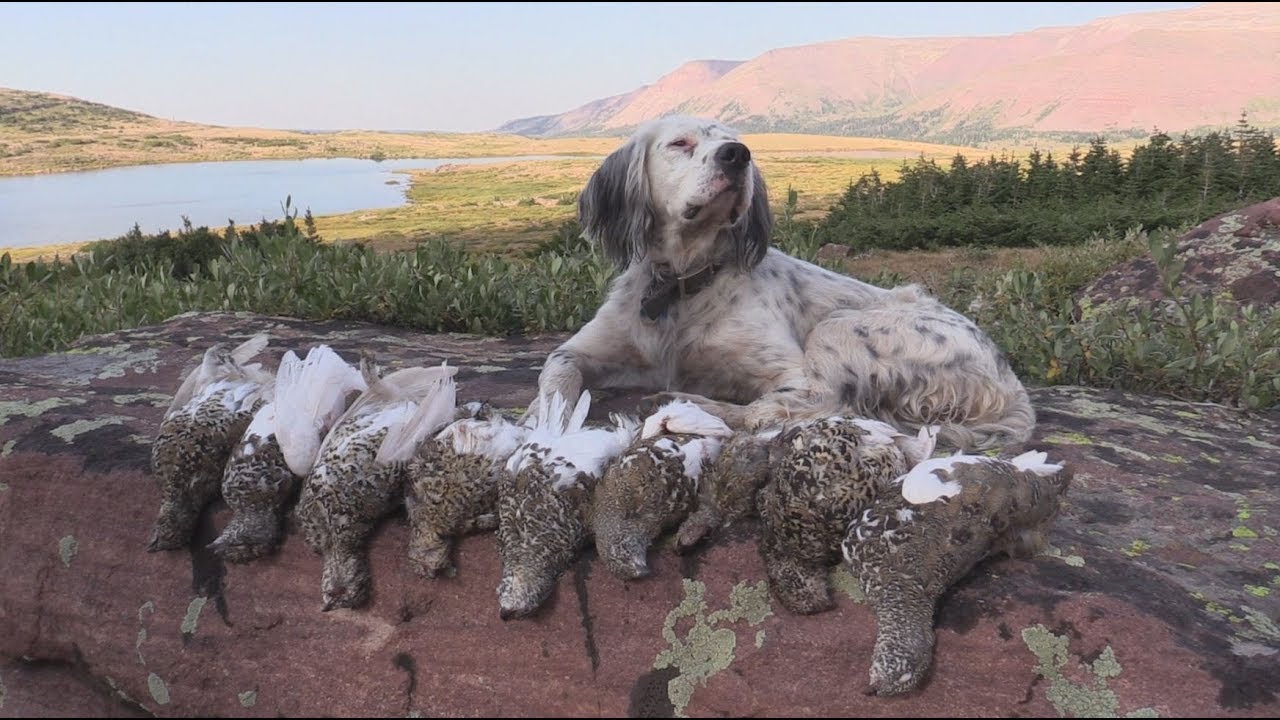Hunting Ptarmigan in Utah's Uinta Mountains