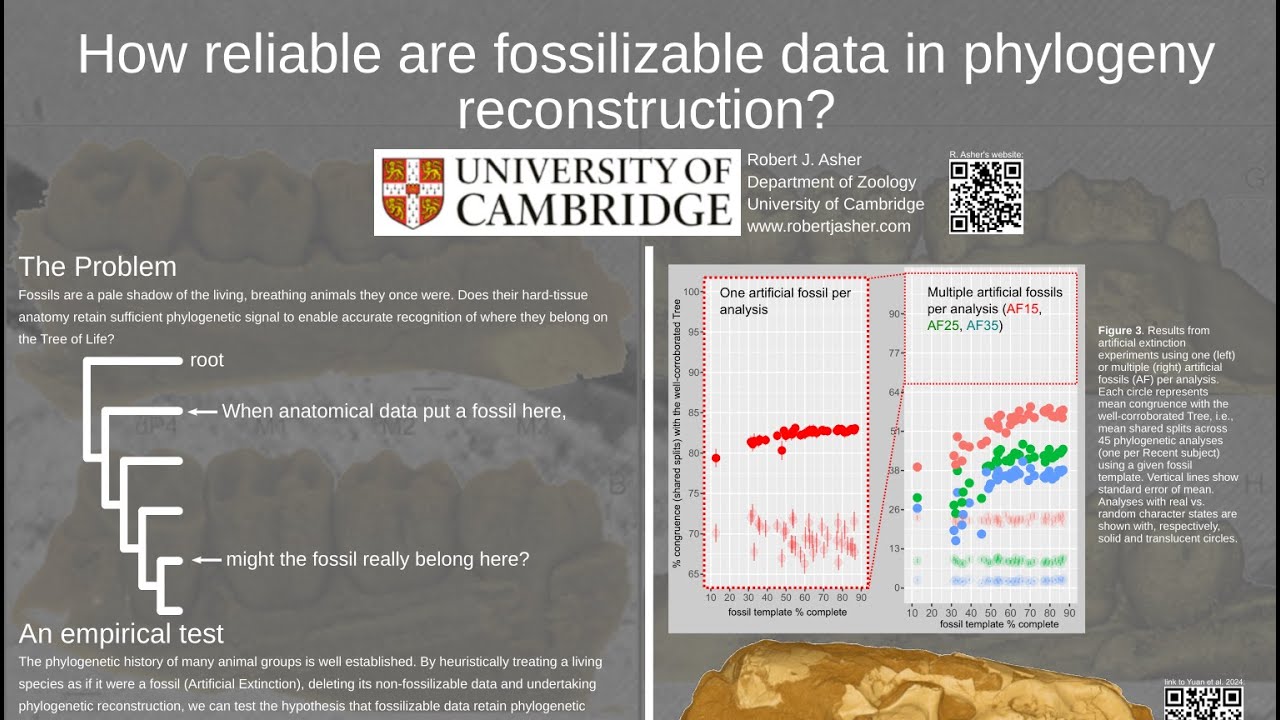 How reliable are fossilizable data in phylogenyreconstruction?