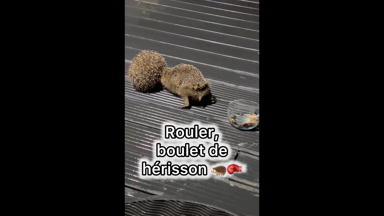 Bagarre de hérisson sur la terrasse 🦔🥊