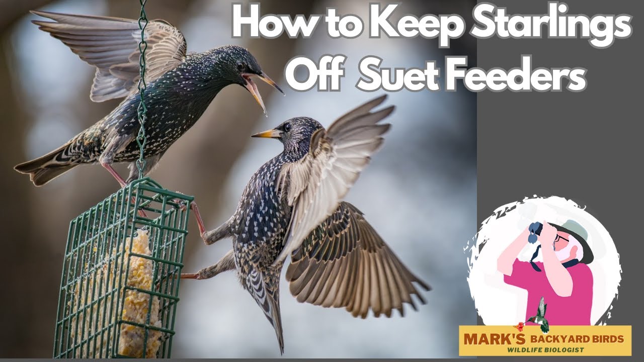 How Do I Keep Starlings Off of My Suet Feeders?
