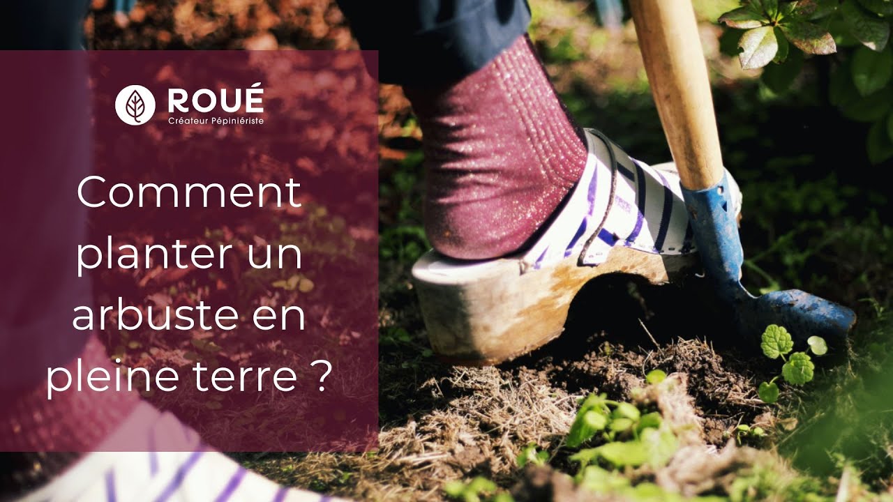 Comment planter un arbuste en pleine terre ? - Rou&eacute; P&eacute;pini&egrave;res