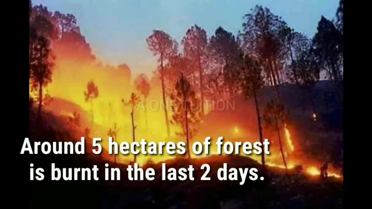 uttarakhand forest fire news