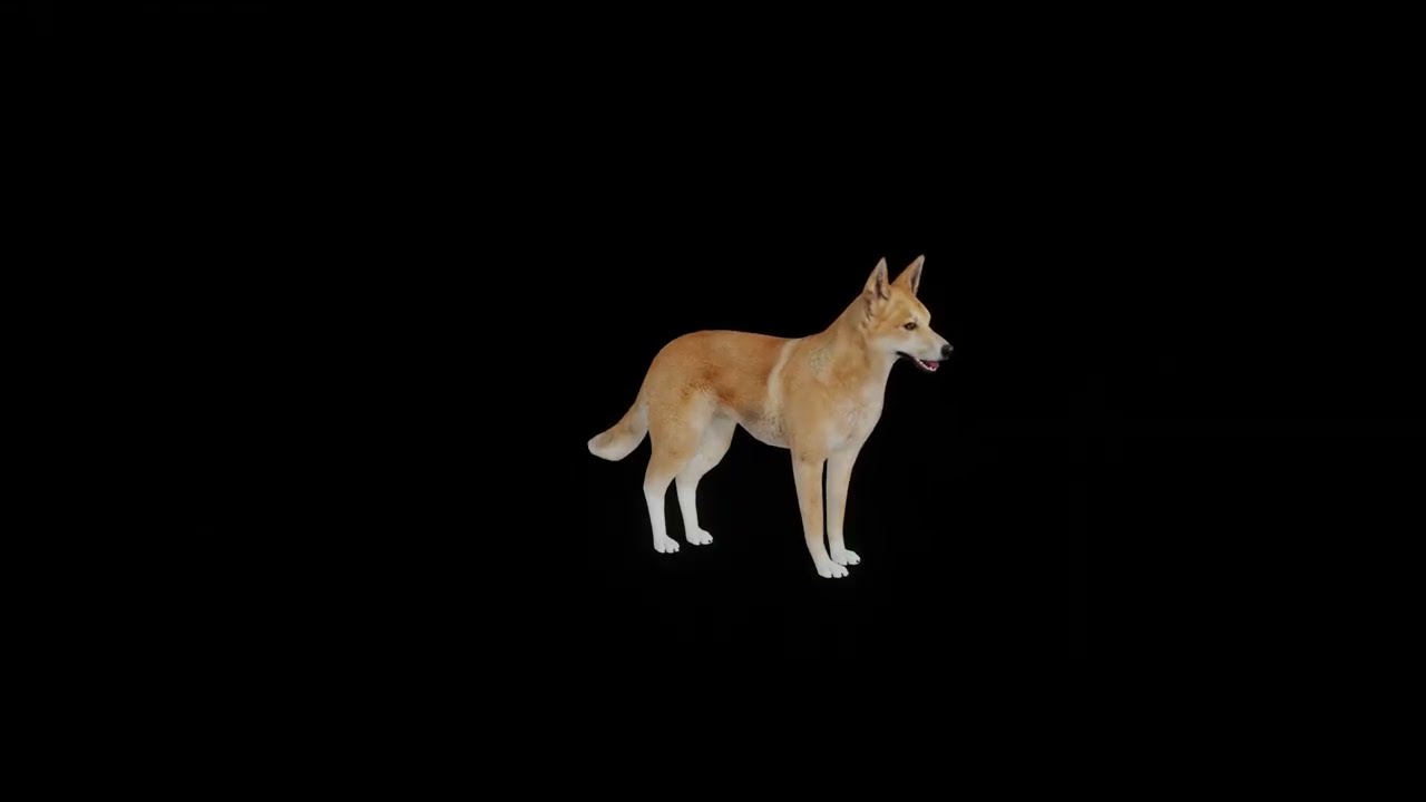 Dingo Wild Dog