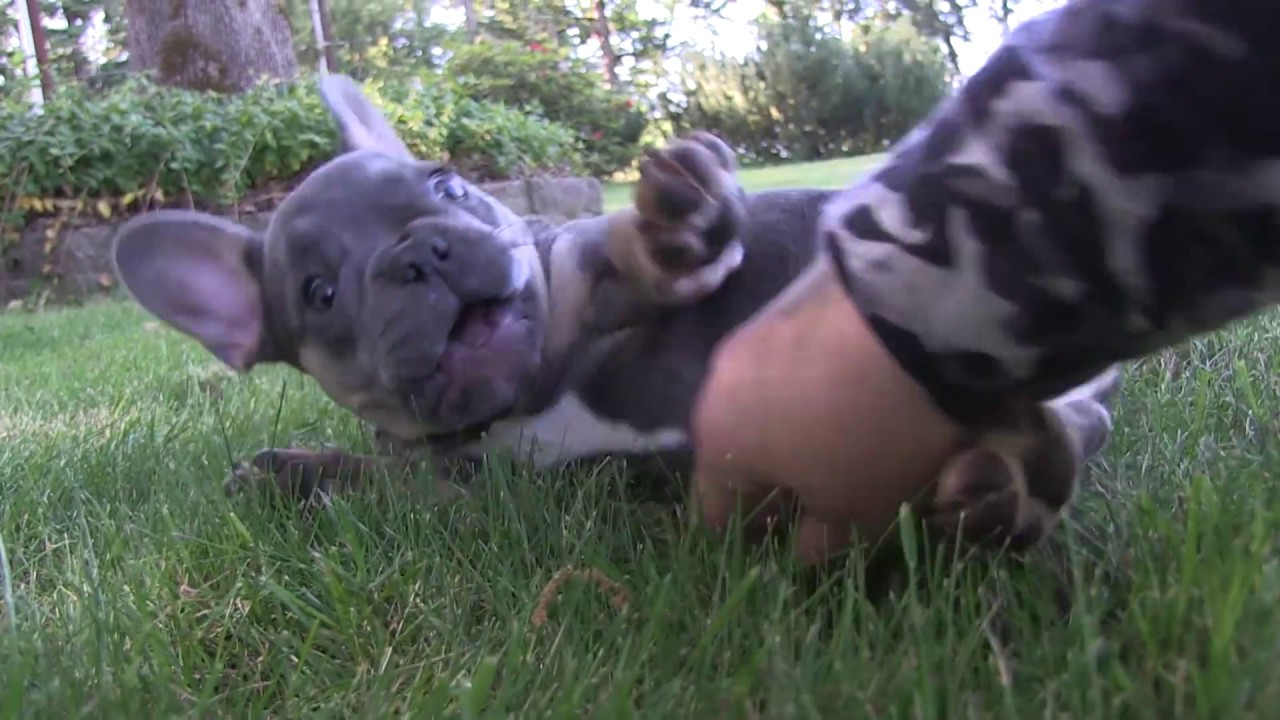 Paris - 14 week old Blue & Tan French Bulldog